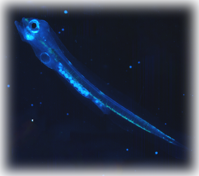 AquaSnow