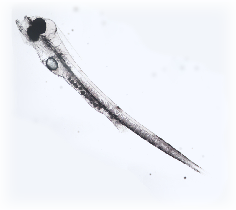 AquaSnow Inverted